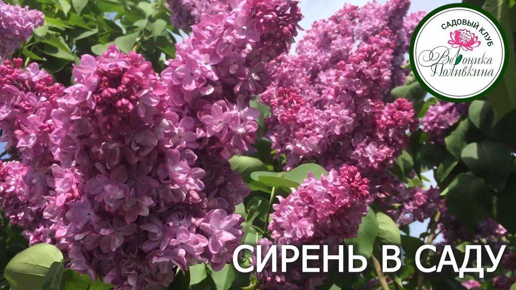 СИРЕНЬ В САДУ