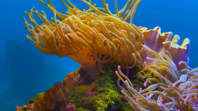 Царство Диких Животных #wild #wildlife #video #animals