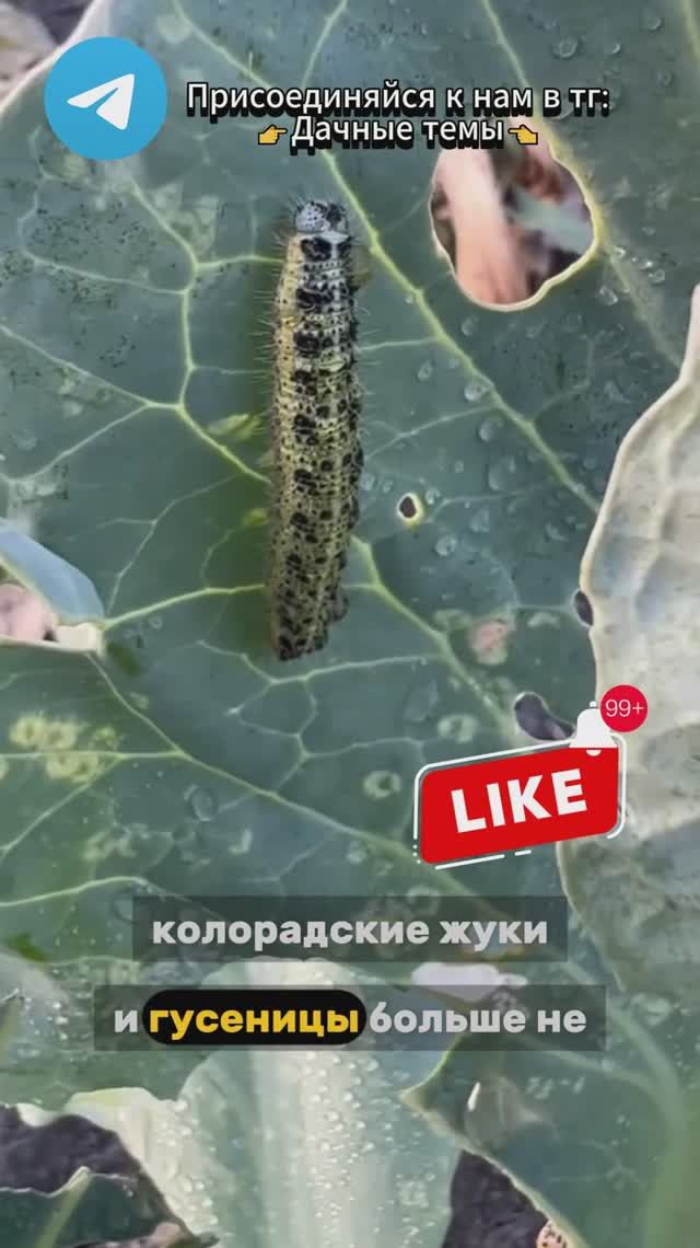 Лучшее средство против вредителей на участке!  #дача #вредители  #огород #муравьи #тля #гусеница