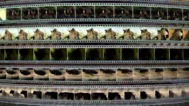 Заставка компании “VOX-Video” (2004-2009)
