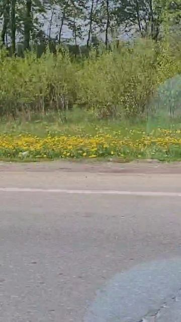 Одуванчики