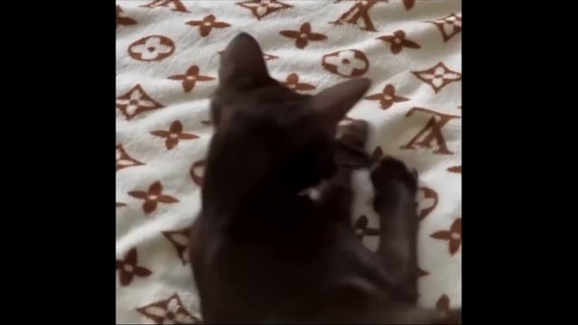 лучшие мемы 2024 года с котами