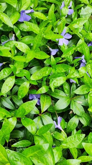 барвинок ведьмина фиалка #цветы #nature #широкаябалка
