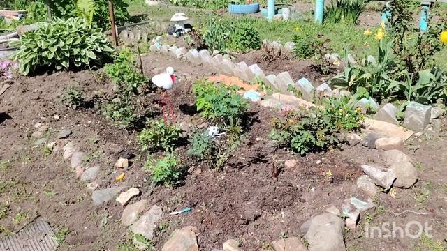 Посадили огурцы. Занимаюсь прополкой.