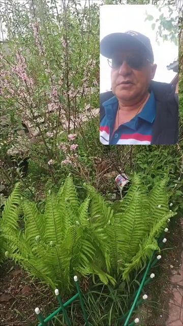 Сильный приворот на цвет папоротник, в ночь на  Иван Купало.