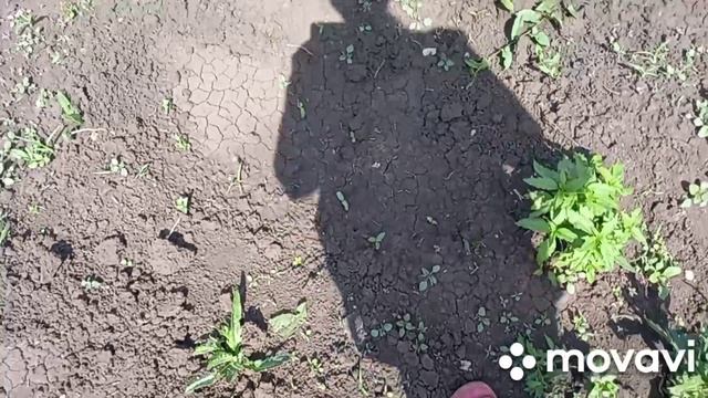 04-01-2025деревенская жизнь