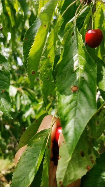 Черешня 🍒