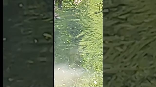 Че вам надо, утки ?