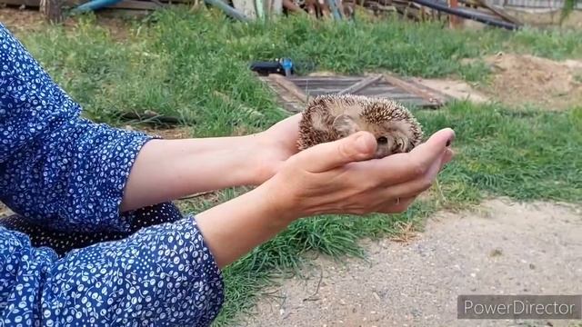 Сажаем картошку, учимся косить триммером, спасаем ёжика от клещей.