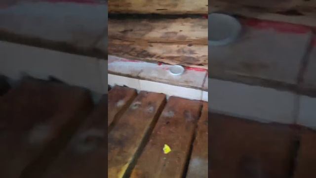 Ребята, спасибо всем за советы и рекомендации! Мы их победили! 🐜  #муравейник #муравьи #муравьишки