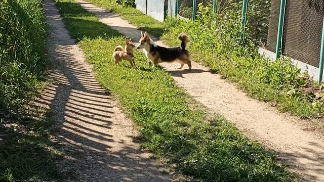 Новый друг чих, ну давай играть, как к тебе подойти, с какой стороны гав? 2 часть.