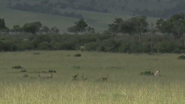 The Predators Get Their Prey Today – Day 78 | Safari Live
