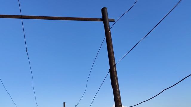 Виноград в Калужской области 31.05.2025