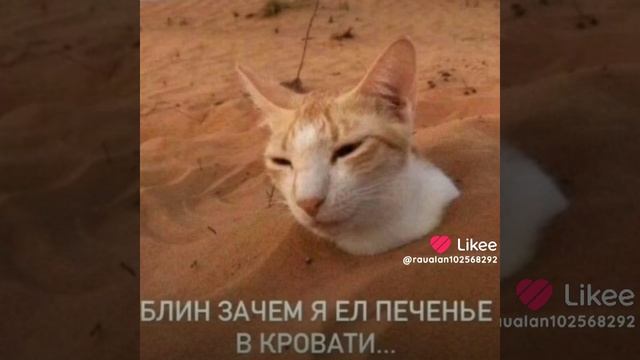 мемы. видео не моё!!!