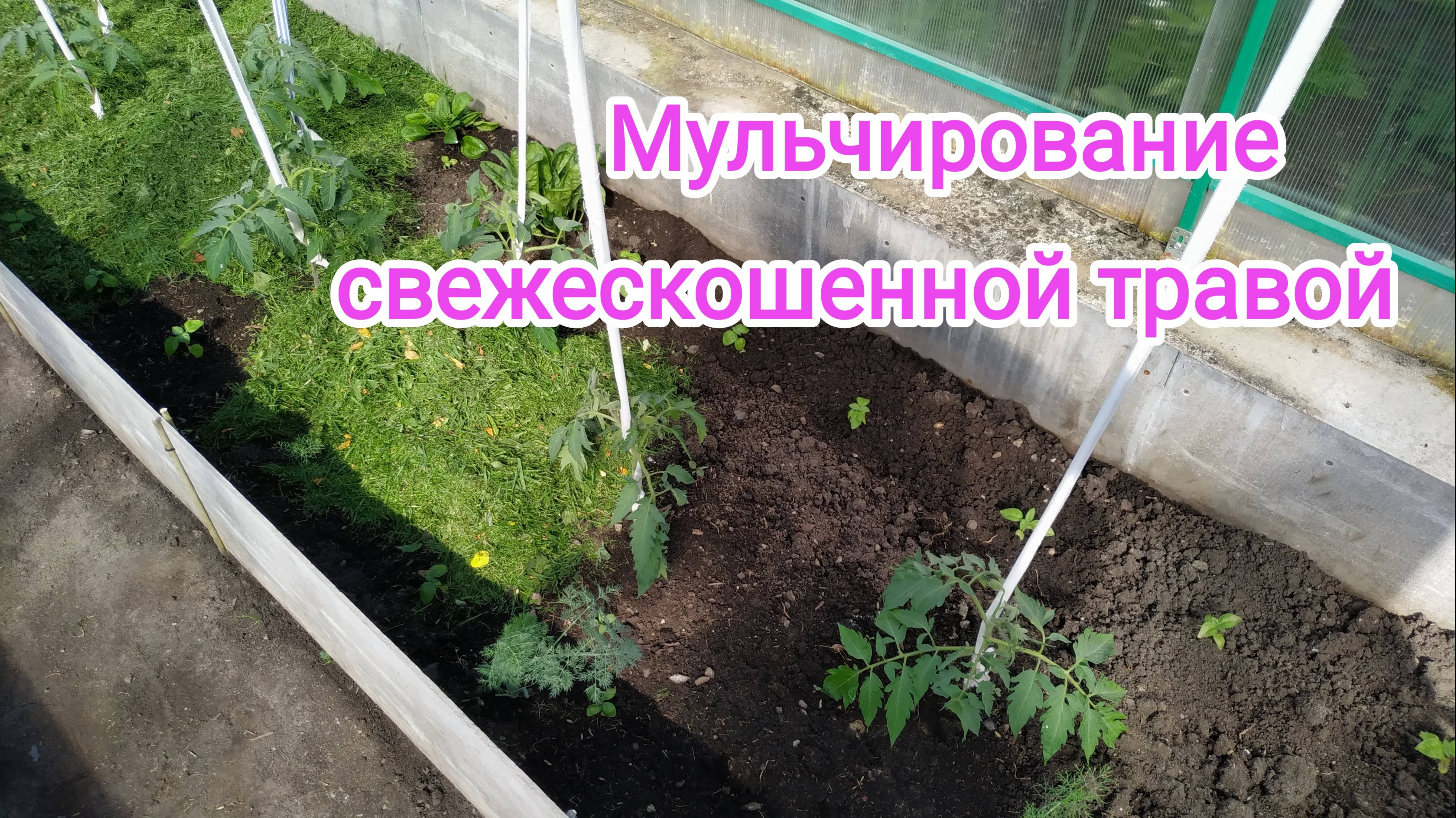 Сад. Мульчирование травой. 2.06.2025