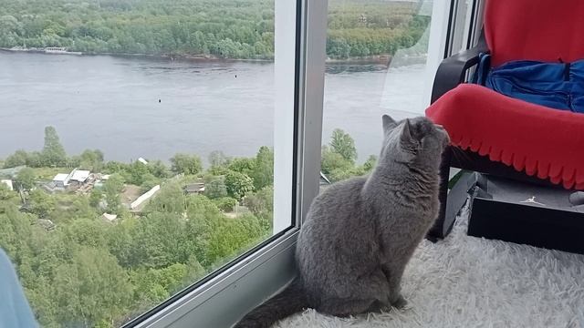 Понедельник день тяжёлый! Удаленка, котик, сонное состояние...