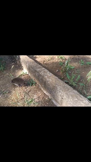 Ëжик в г. Евпатории на набережной им. Горького. 1.06.2025