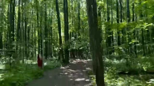 Старый Лес: Прогулка среди Древних Гигантов