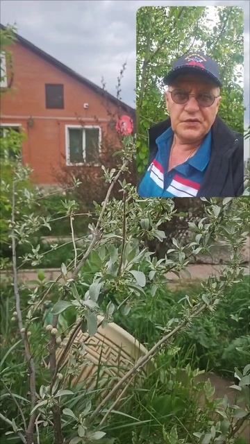 Сильный приворот на Лох серебристый