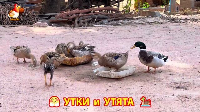 Утки с Утятами гармония во дворе 🦆🤗❣️(37)