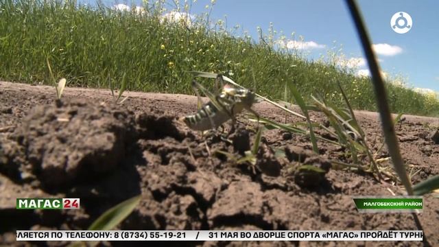В Ингушетии выявлен новый для региона вид саранчи