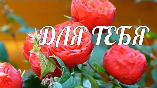 🌹ОЧЕНЬ КРАСИВОЕ ПОЖЕЛАНИЕ ЖЕНЩИНЕ, ДЕВУШКЕ, ЛЮБИМОЙ. Все цветы мира для тебя!