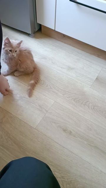 Майкун Рафаэль