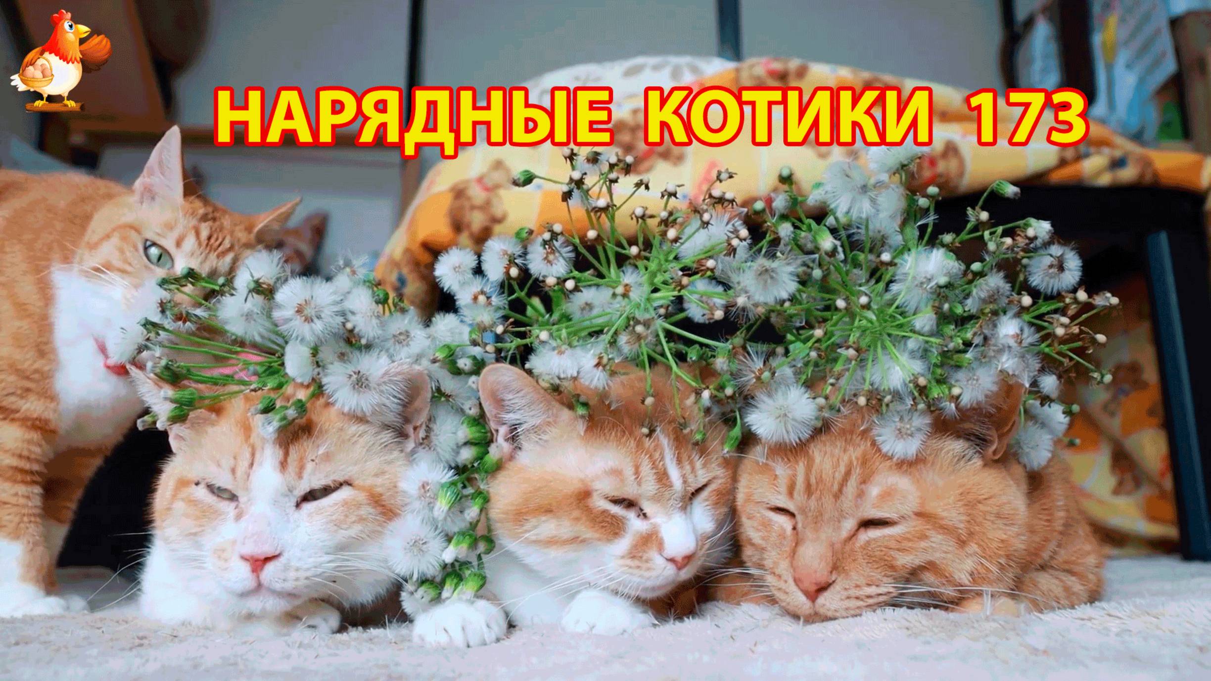 Нарядные Котики расслабляются на солнышке 🌞 🐈🐈🐈 (173)