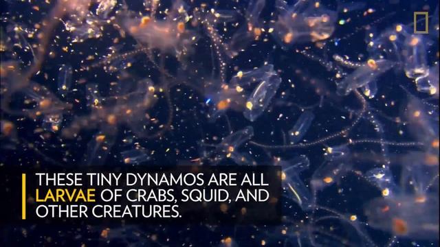 Watch the World's Largest Animal Migration Light Up the Ocean | Nat Geo Wild