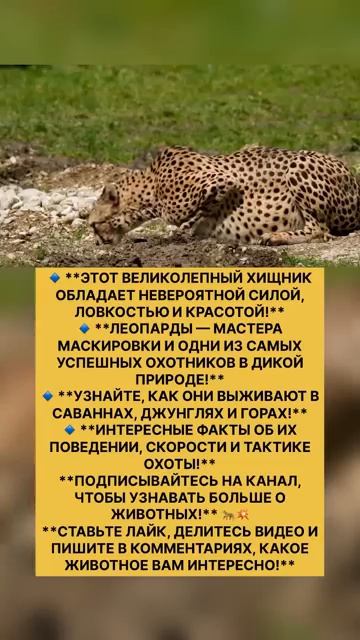 Леопард