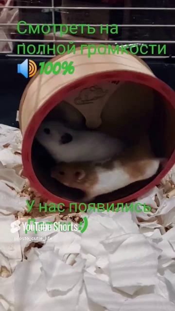 хомячки