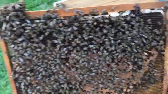СМОТРИМ ДОМИКИ ВМЕСТЕ ЧАСТЬ 3