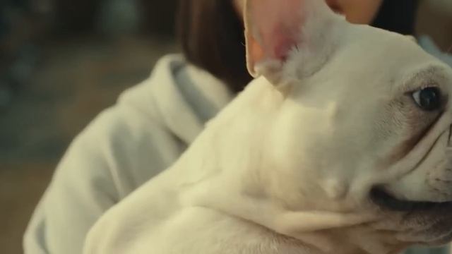 #kino АЖЛАА БҮТЭЭЖ Л БАЙВАЛ НОХОЙ ХАМААГҮЙ.. Dog Days (2024)