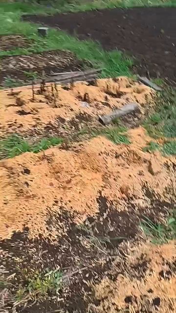 что-нибудь выжило после морозов?