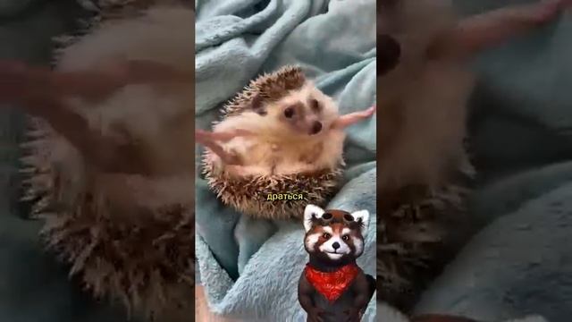 Ёжик