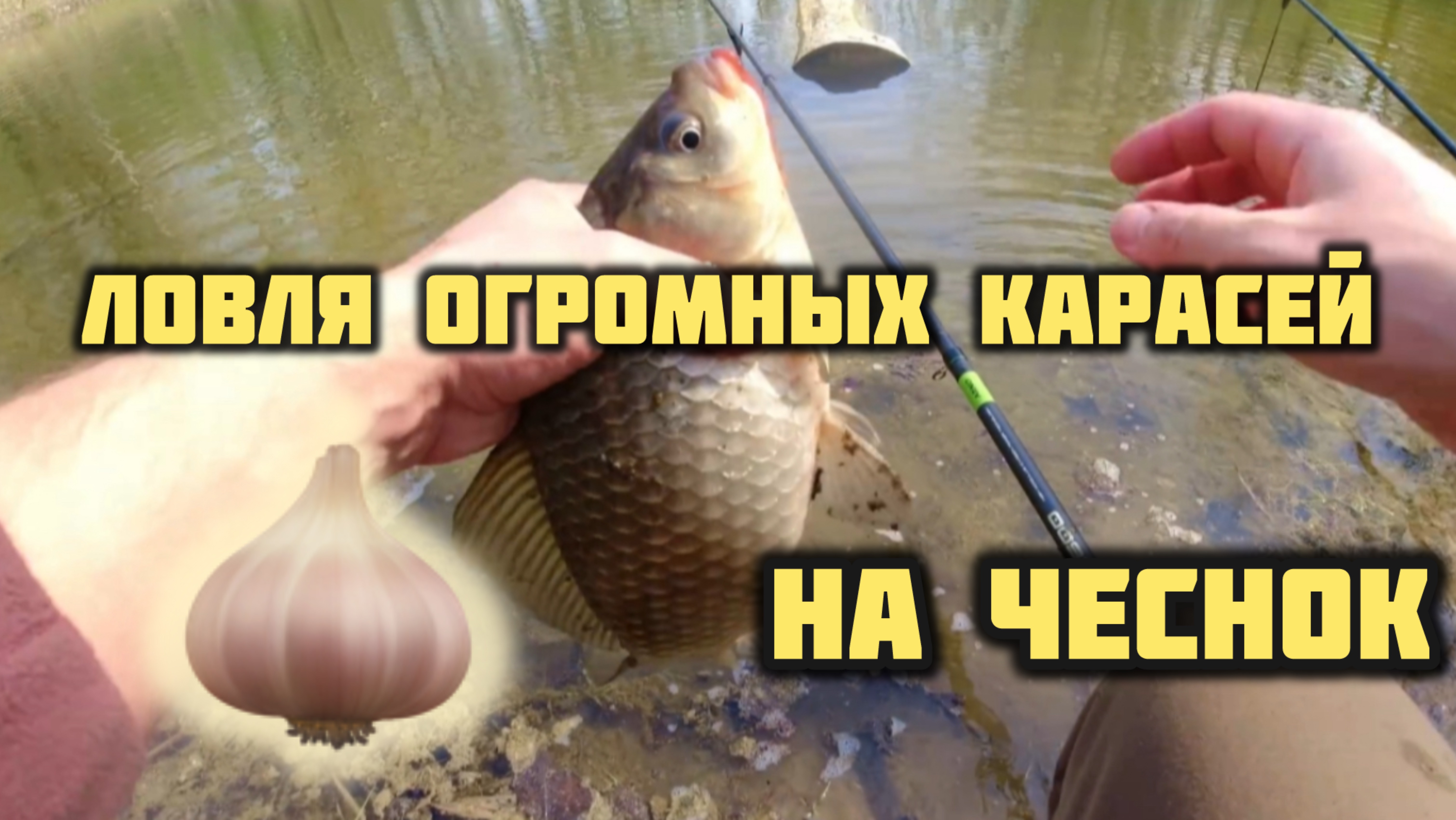 ОГРОМНЫЕ КАРАСИ НА ЧЕСНОК!