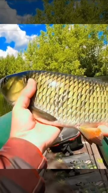 Мощная поклёвка. 🎣 Рыбалка с лодки.