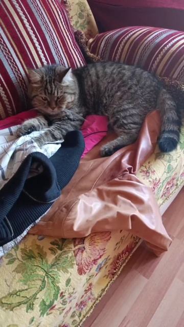 Дикий кот в условиях комфорта