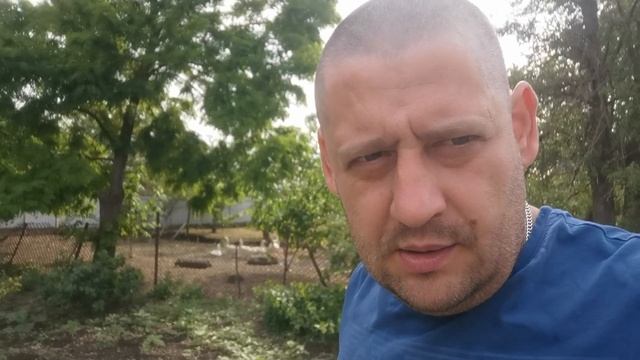 У нас новые цыплята, мульчирование огурцов, работа по хозяйству.
