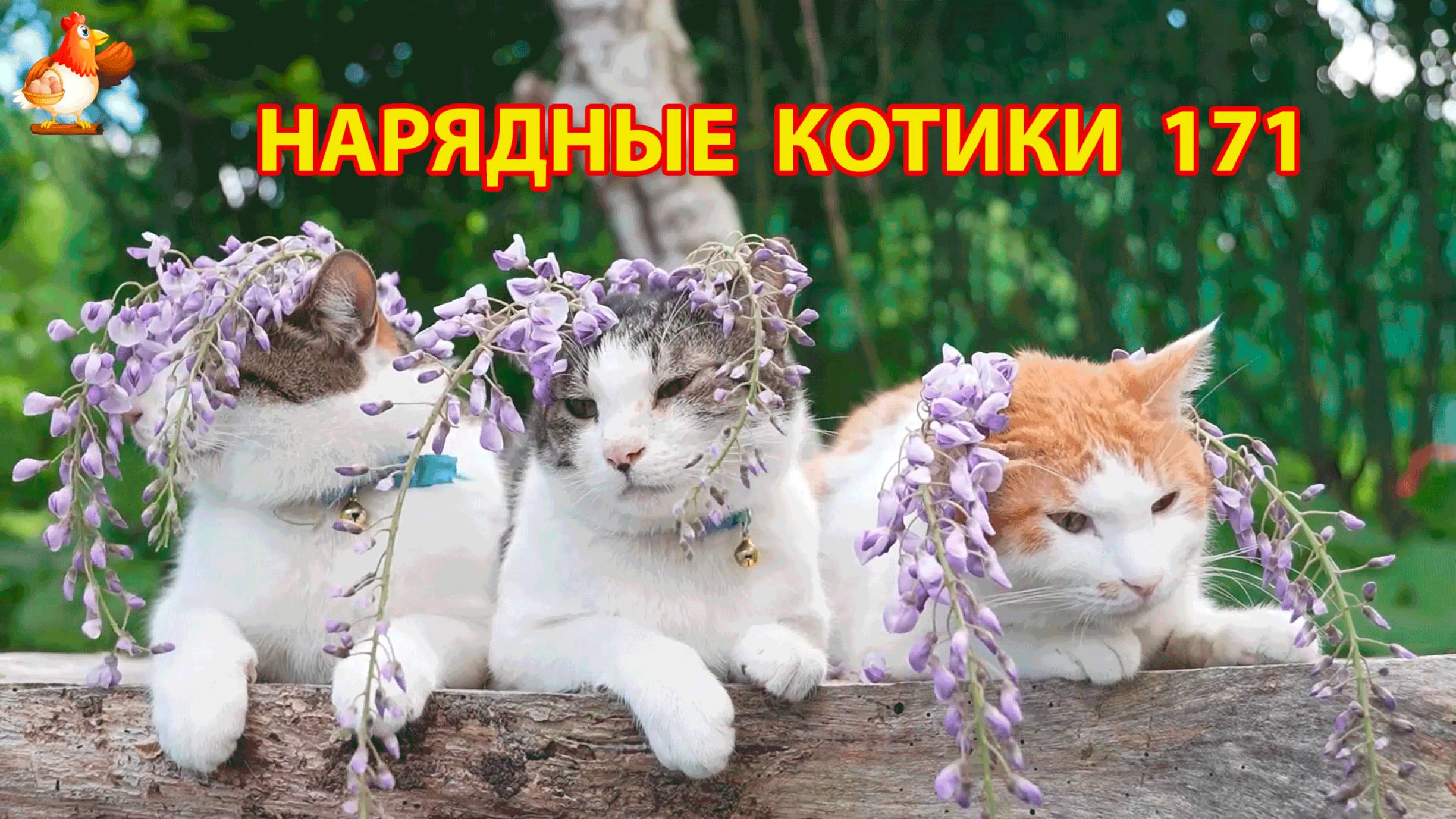 Нарядные Котики расслабляются на солнышке 🌞 🐈🐈🐈 (171)