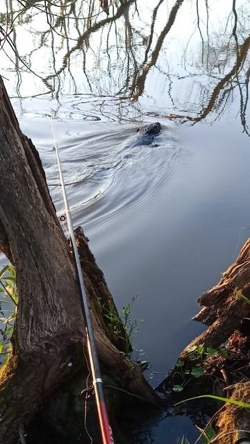 Бобр не даёт покоя,ловить рыбу 🎣🎣