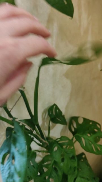 VID_20250602_144942.mp4