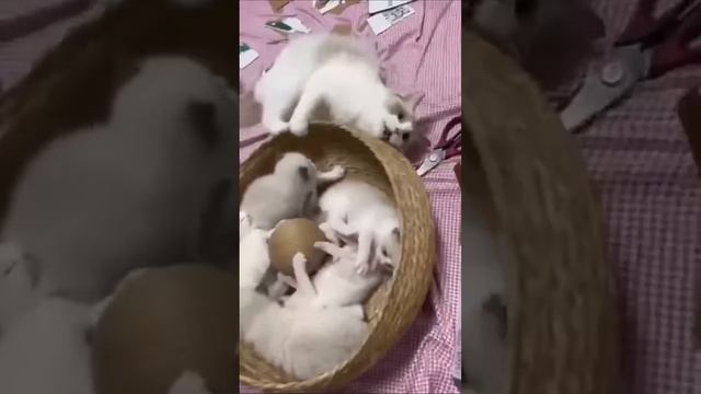 @OLMI888  Funny Animals Videos