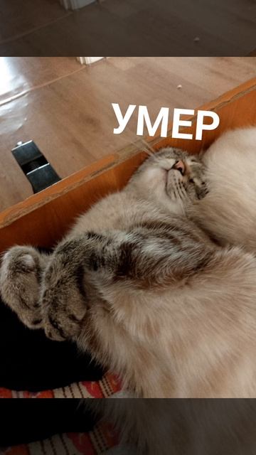 кот умер