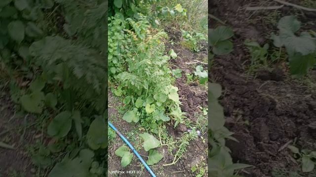 ЛопуХИ