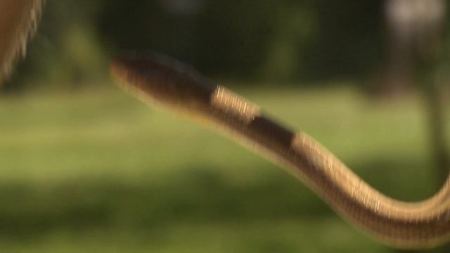 A Slithering Serpent Search | When Nature Calls