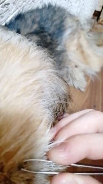 клещ