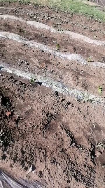 ПЕРЕЦ И БАКЛАЖАНЫ ПОД ПЛЁНКОЙ