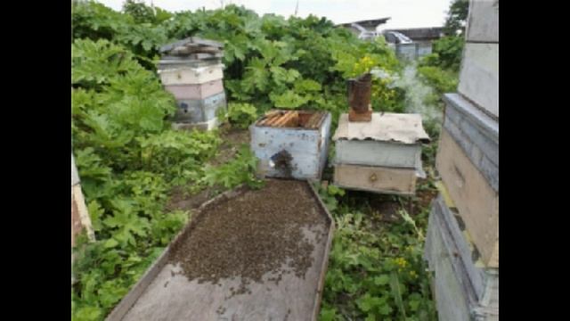 ответы на вопросы - предложенная методика ухода от роения, сработает или нет