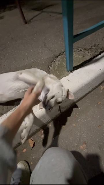 VID-20250601-WA0096.mp4